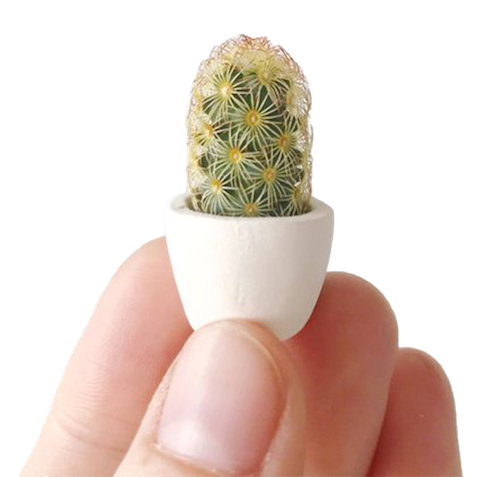 The Tiny Cactus Company e-commerce UX design by Devon Carlson
